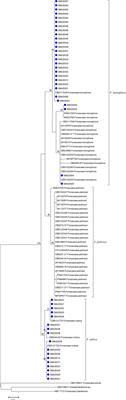 Molecular Characteristics of Regional Chromoblastomycosis in Guangdong, China: Epidemiological, Clinical, Antifungal Susceptibility, and Serum Cytokine Profiles of 45 Cases